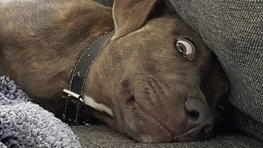 Side Eye: Meaning, Origin, Memes, and How It Became a Viral Internet Expression 1 Side Eye Meme